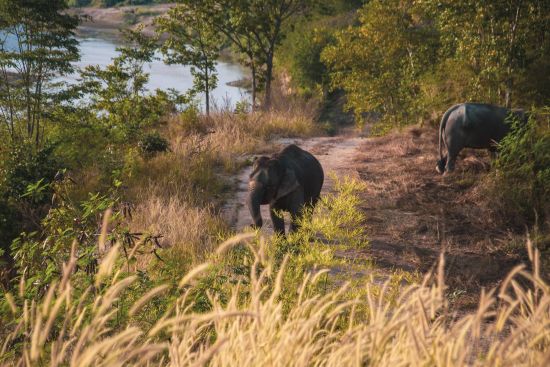 The Bush Camp Chiang Mai - 3 jours: activities: Elephant