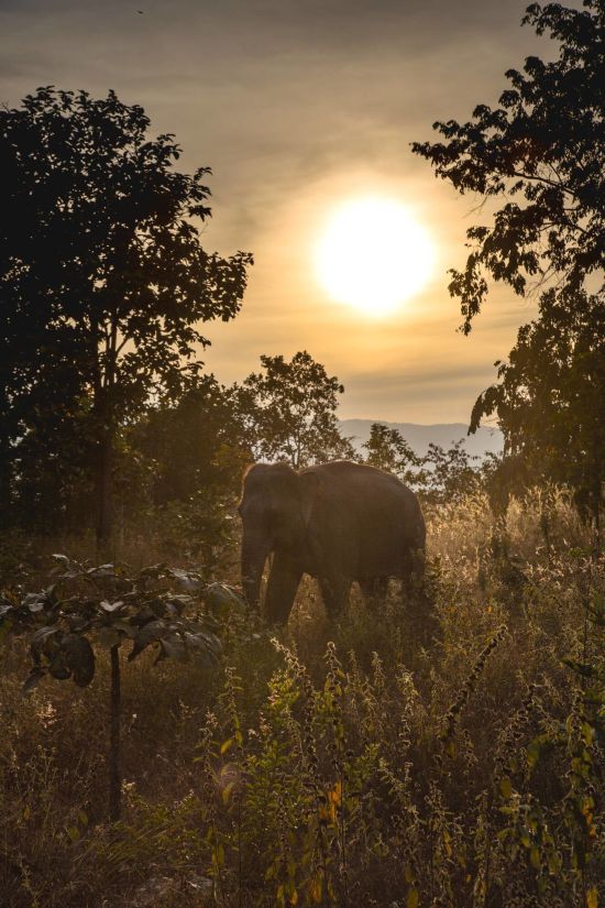 The Bush Camp Chiang Mai - 3 jours: opinion: Elephant