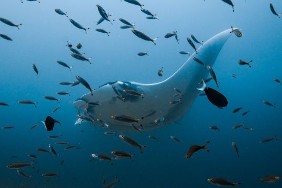 Raja Ampat mit Stil – Kreuzfahrt durch das unberührte Inselparadies ab Sorong: Aqua Blu | Manta ray