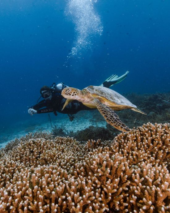 Traumhafte Kreuzfahrt ins Herz der Molukken ab Ambon: Aqua Blu | Diving