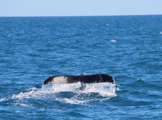 Segeltörn an der paradiesischen Ostküste ab Trincomalee: Sail Lanka
