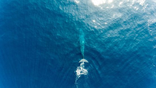 Segeltörn an der paradiesischen Ostküste ab Trincomalee: Sail Lanka
