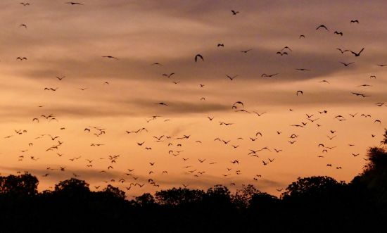 Kreuzfahrt zu den Komodo-Waranen ab Labuan Bajo: Flying Fox