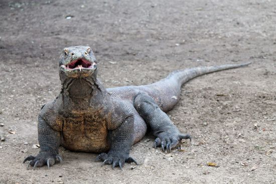 Kreuzfahrt zu den Komodo-Waranen ab Labuan Bajo: Komodo Dragon