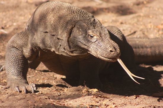 Kreuzfahrt zu den Komodo-Waranen ab Labuan Bajo: Komodo Dragon
