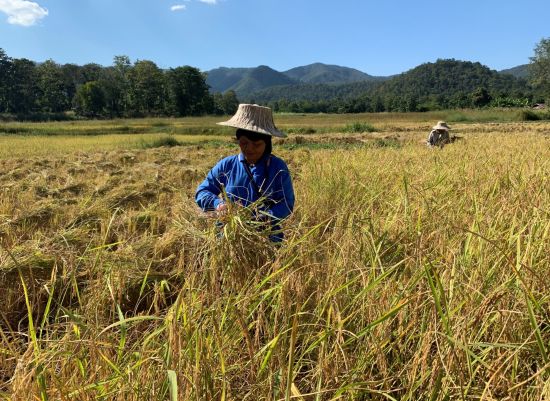 Royaume de Lanna de Chiang Mai: Farmer