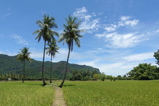 La magie d'Uthai Thani de Bangkok: Rice fields