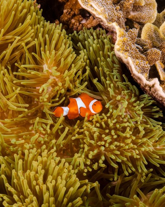 Raja Ampat mit Stil – Kreuzfahrt durch das unberührte Inselparadies ab Sorong: Aqua Blu | Clownfish