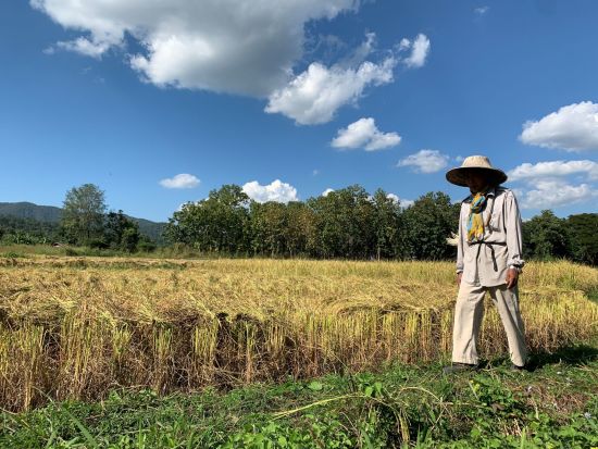 La magie d'Uthai Thani de Bangkok: Rice farmer