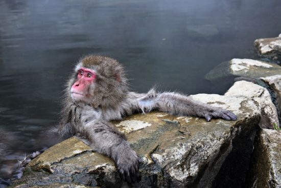 Gruppenreise «Facettenreiches Japan» ab Kyoto: Nagano Snow Monkey