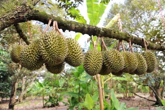 Juwel Chanthaburi ab Bangkok: Durian