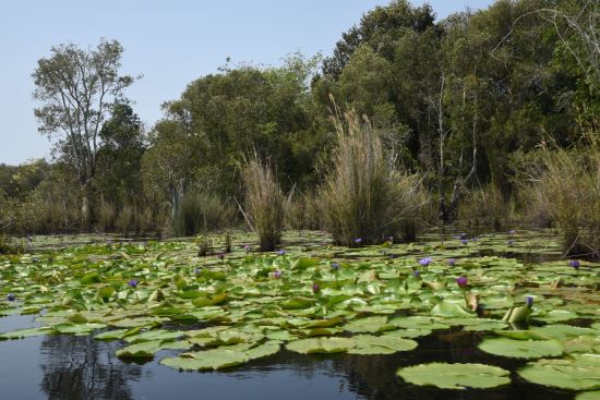 Juwel Chanthaburi ab Bangkok: Lotus pond