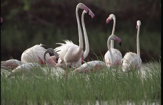 Sud sauvage du Sri Lanka de Colombo: Flamingo group-2