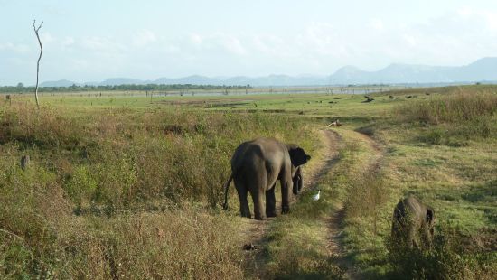 Sud sauvage du Sri Lanka de Colombo: Uda Walawe National Park 11