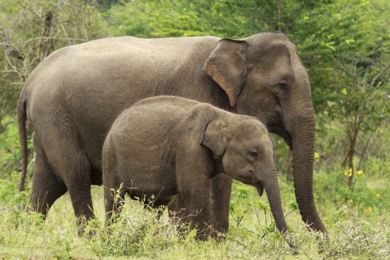 L’éclat du Sri Lanka avec Uga de Colombo: activities: Yala NP