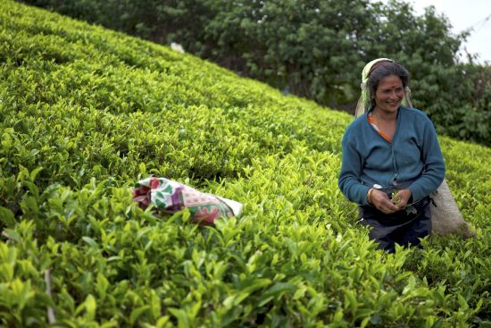 Sri Lanka riche en aventures de Colombo: Nuwara Eliya