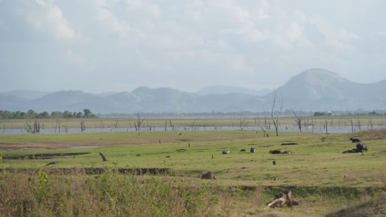 Sri Lanka riche en aventures de Colombo: Uda Walawe National Park 12