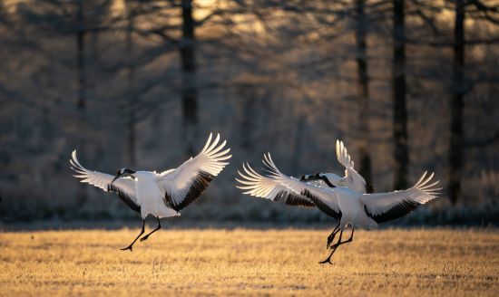 Durch das Land der Ainu ab Hakodate: Red-crowned cranes flapping their wings