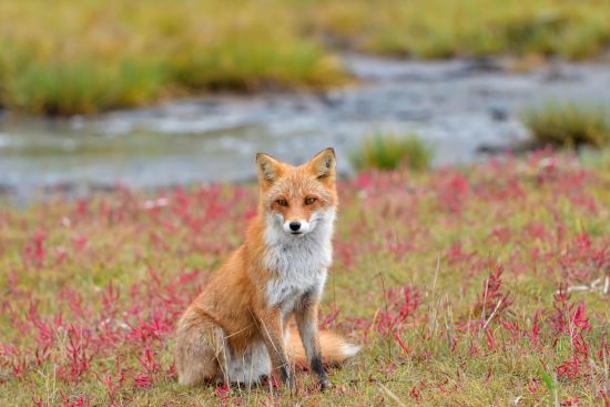Circuit en voiture de location «Hokkaido compacte» de Sapporo: Ezo red fox is relaxing