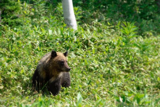 À travers le pays des Ainu de Hakodate: Hokkaido Brown Bear