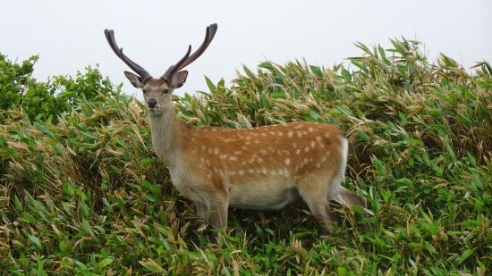 Circuit en voiture de location «Hokkaido Intensive» de Sapporo: Sika deer