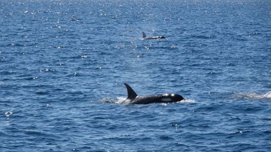 Circuit en voiture de location «Hokkaido compacte» de Sapporo: Killer whale