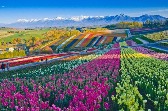 Circuit en voiture de location «Hokkaido Intensive» de Sapporo: Panoramic Flower Gardens Shikisai hill in Biei