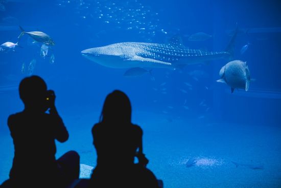 Familienabenteuer Japan ab Tokio: Couple watching underwater life in Osaka Aquarium