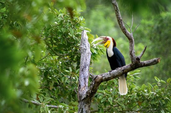 Le Cambodge pour explorateurs de Siem Reap: Male wreath hornbill
