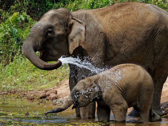 Im Reich der Elefanten ab Luang Prabang: Elephant shower time