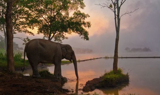 Im Reich der Elefanten ab Luang Prabang: Sunset view with elephant