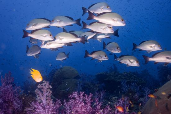 Barefoot at Havelock à Îles Andaman:  Diving