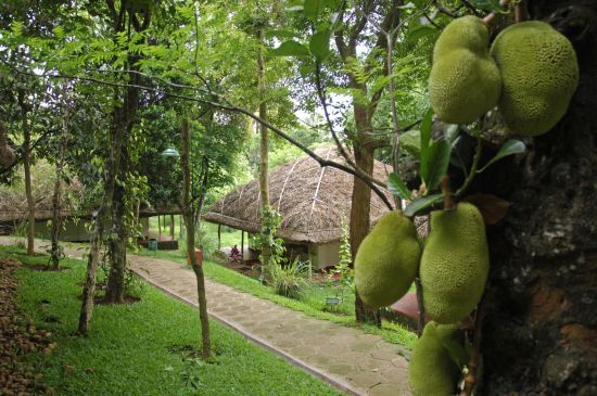 Spice Village in Thekkady: facilities: