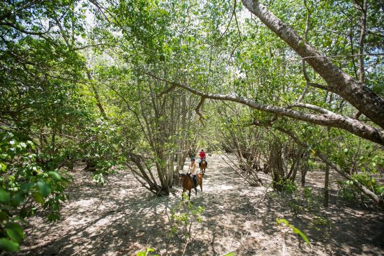 The Menjangan à Nord de Bali:  Horseback riding