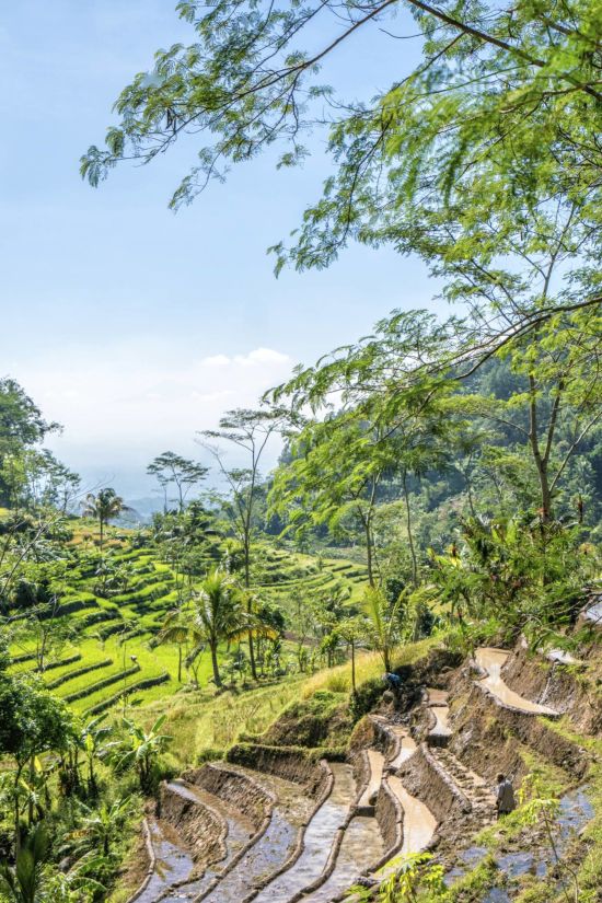 Amanjiwo in Yogyakarta:  Selogriyo Rice Fields