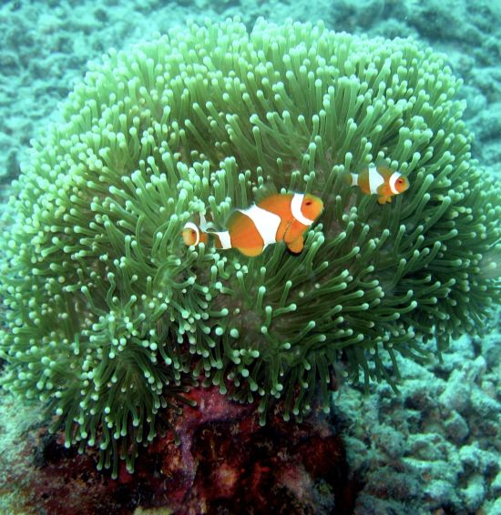 Kura Kura Resort in Karimunjawa: Snorkeling & diving