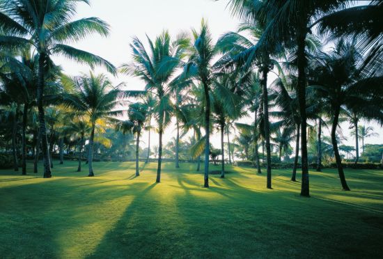 Shangri-La's Mactan Resort & Spa in Cebu:  Resort Gardens