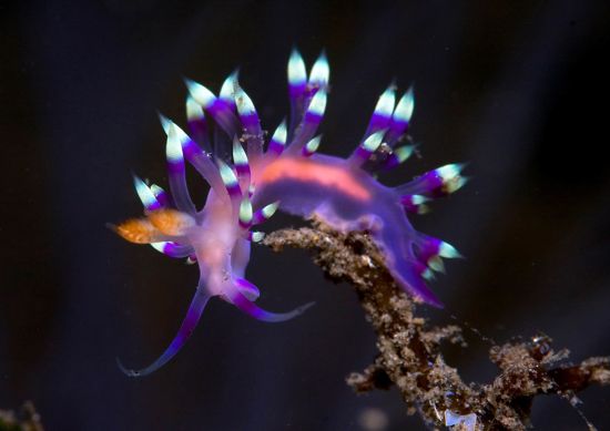 Atmosphere Resort à Negros:  Diving