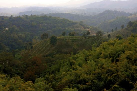 Phu Chaisai Mountain Resort à Mae Chan:  Tea Plantation