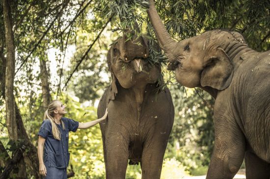 Anantara Golden Triangle Elephant Camp & Resort in Goldenes Dreieck:  Elephant Experience