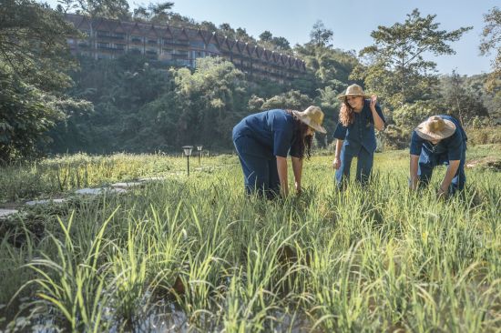 Anantara Golden Triangle Elephant Camp & Resort in Goldenes Dreieck:  Rice Planting