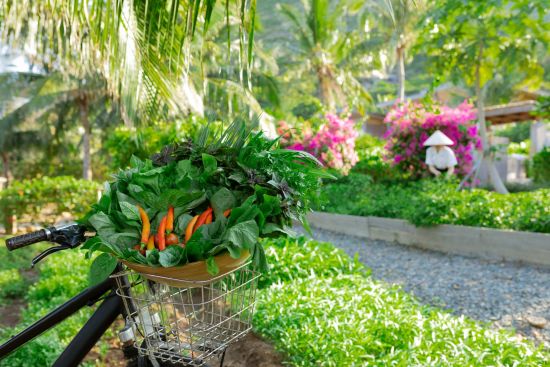 Six Senses Con Dao:  Organic Garden