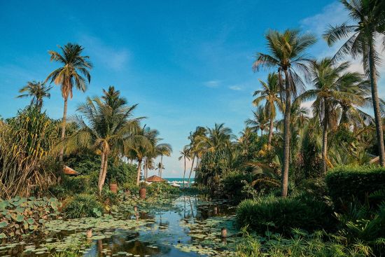 Anantara Mui Ne Resort in Phan Thiet:  Lotus Pond