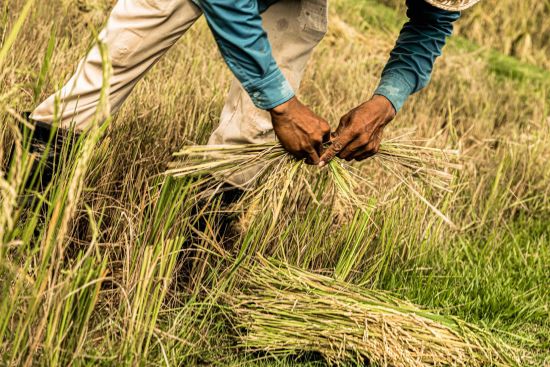 Phum Baitang in Siem Reap:  Rice Cultivation