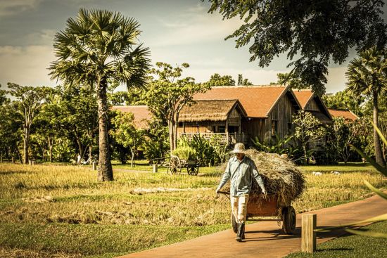 Phum Baitang in Siem Reap:  Rice Cultivation