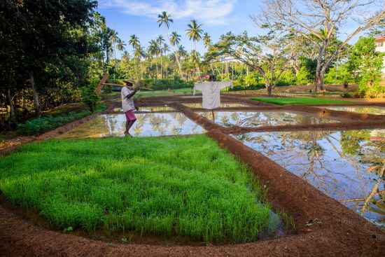 Anantara Peace Haven Tangalle Resort:  Organic rice paddy field and farm