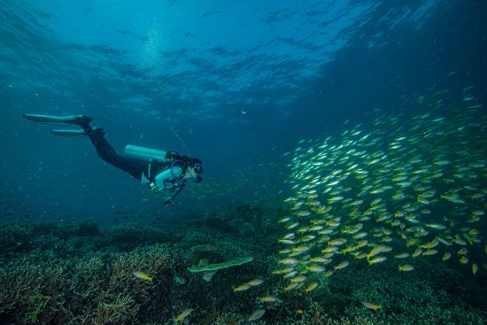 The Taaras Beach & Spa Resort in Redang:  Diving