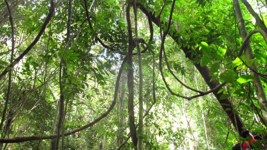 Bungaraya Island Resort in Kota Kinabalu: Hiking 02