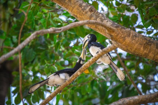 9 Hornbills Tented Camp à Ko Yao:  Hornbills