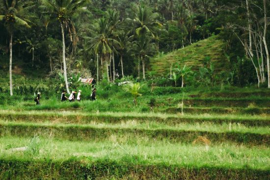 Wapa di Ume Sidemen à Ouest de Bali:  Trekking